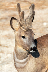 deer on a white background