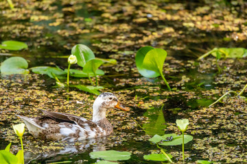 Foto de Natureza da natureza e p&aacute;ssaros