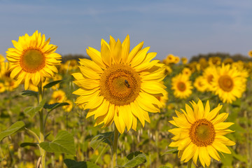 Fototapeta premium Sunflower natural background. Sunflower blooming. Close-up of sunflower, selective focus