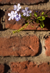 flowers with brick background
