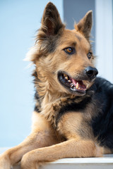 Close up picture of guard dog sitting in front of house background, Thai dog, Watchdog concept