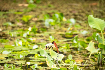 Foto de Natureza da natureza e pássaros