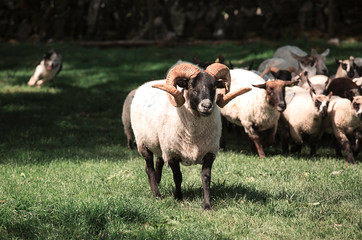 Ram in Ireland 