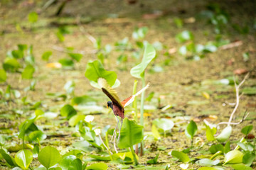Foto de Natureza da natureza e pássaros