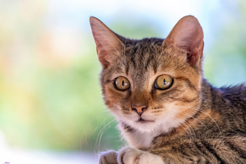 Cautious young cat close-up portrait
