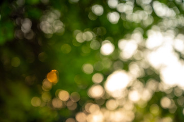 Obraz premium Abstract bokeh light on blurred tree background, Vintage style