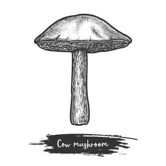 Jersey cow mushroom sketch or cooking shroom,
