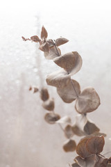 Elegant dry branches of silver eucalyptus. Warm autumn color palette of brown-beige maroon-pink. Dried plants.