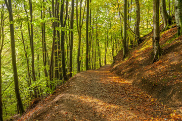 beautiful green beech forest in southern Sweden. With lush green trees and the forest floor filled with orange and red colored leaves