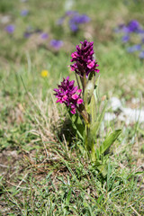 Fiori di Montagna