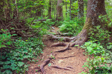 Pathway in the wood