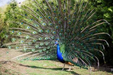 Obraz premium Peacock with majestic spreaded tail feathers filling the photograph