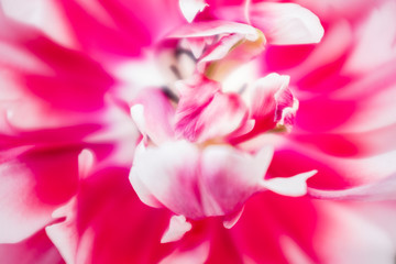 Obraz na płótnie Canvas Intérieur tulipe rouge rose macro