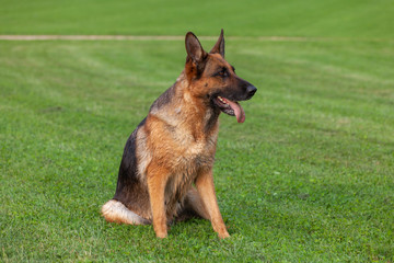 German shepherd