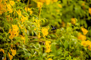 Foto de Natureza da natureza e pássaros