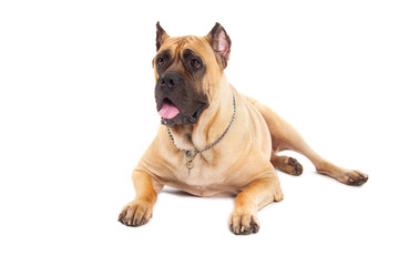 Cane Corso dog on white background