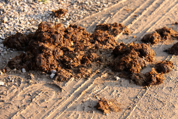 Pferdedung auf einem Feldweg liegend