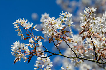 Weisse Blüten am Baum im Frühling