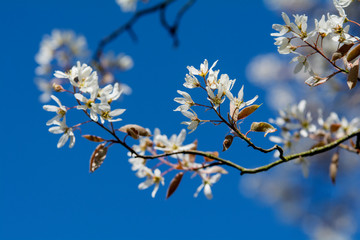 Weisse Blüten am Baum im Frühling