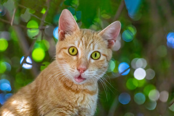 Cautious young cat with bright green eyes.