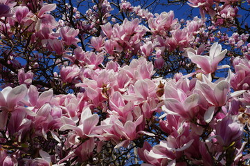 magnolia makro 2