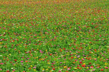 富士見高原  百日草