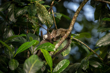 Foto de Natureza da natureza e pássaros