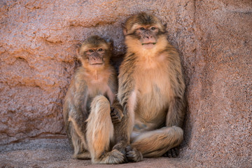 Afrique, Maroc,Zoo de Rabat