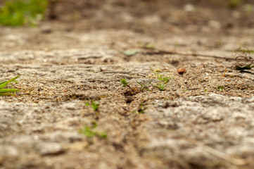 green plant on the floor