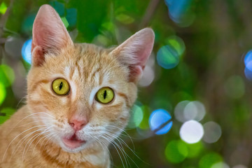 Cautious young cat with bright green eyes.