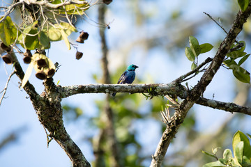 Foto de Natureza da natureza e pássaros