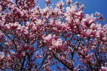 magnolia makro