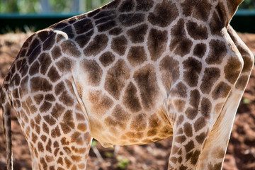 Afrique, Maroc,Zoo de Rabat