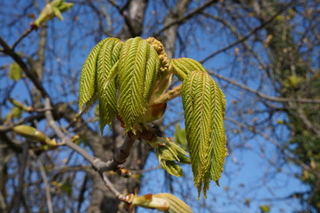 blatt hängend