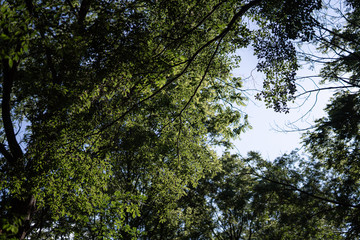 Tree branches and leaves forming a heart