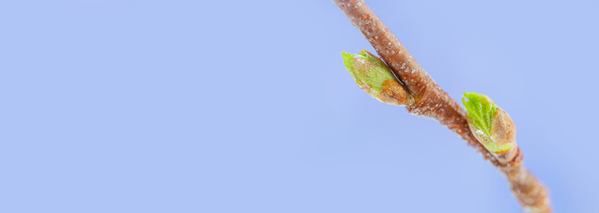 Kidney on a tree close-up, macro photo. Springtime The concept of warming, spring, environment. Blue background. Long horizontal banner. On the left is copyspace.