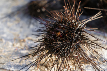 Sea urchins on land. Dangerous sea inhabitants with thorns. Danger on a beach holiday. A ball of...