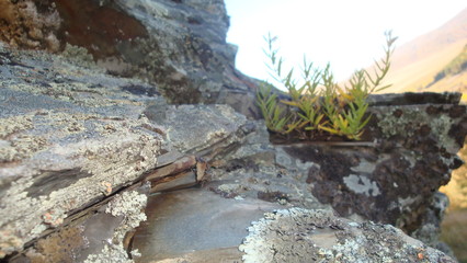 rock