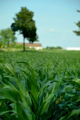 green corn field farm in the countryside 