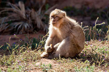 Afrique, Maroc,Zoo de Rabat