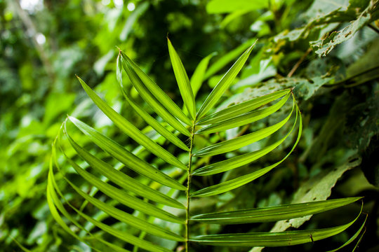 Rattan Tree