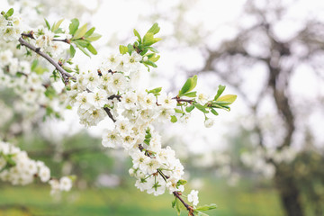 White flowers of a plum tree on a background of a fruit garden, selective focus