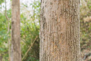 Teak tree in the forest with blurred background