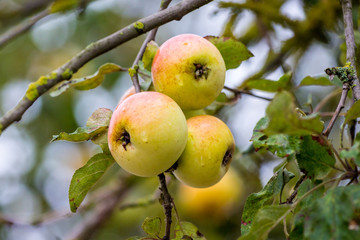 Yellow ripe apples on a tree branch in the garden_