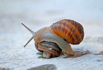 snails