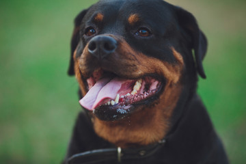 Beautiful rottweiler dog. Dog rottweiler in the park on a background of green grass