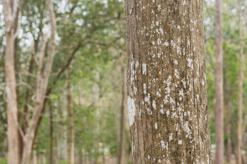Fototapeta premium Teak tree in the forest with blurred background