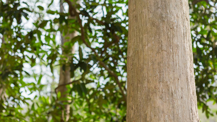 Teak tree in the forest with blurred background