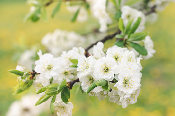White flowers of a plum tree on a background of a blooming garden, selective focus