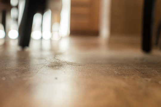 Dust bunny on wood floor in hime